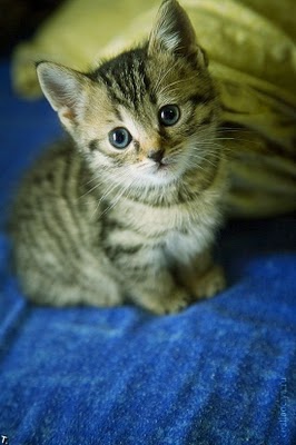 140072,xcitefun-a-compilation-of-cutest-kittens-1.jpg