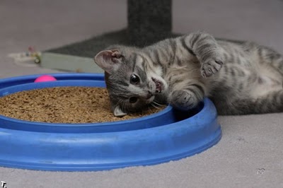 140073,xcitefun-a-compilation-of-cutest-kittens-10.jpg