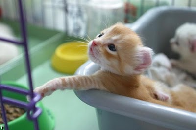 140076,xcitefun-a-compilation-of-cutest-kittens-13.jpg