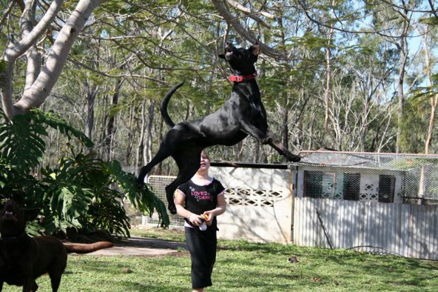 Flying dogs. Картинки с летящей походкой собаки. Тяга в летучей собаке.