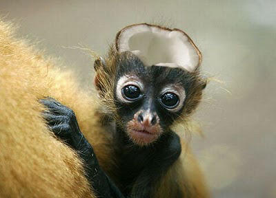 142307,xcitefun-awesome-photoshopped-photos-7.jpg