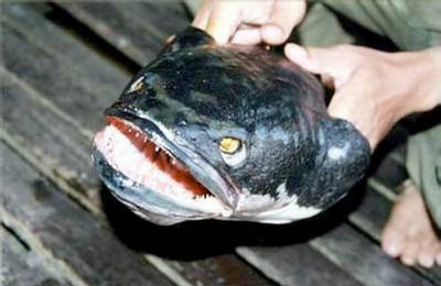 145578,xcitefun-snakehead-fish-up-to-3-feet.jpg
