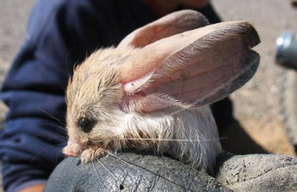 145729,xcitefun-weirdest-animal-07.jpg