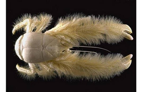 145731,xcitefun-weirdest-animal-05.jpg