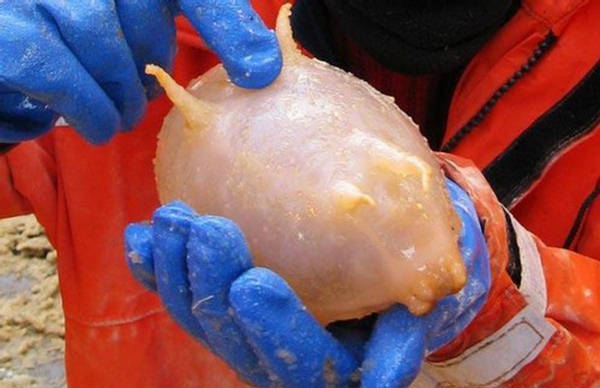 145733,xcitefun-weirdest-animal-03.jpg