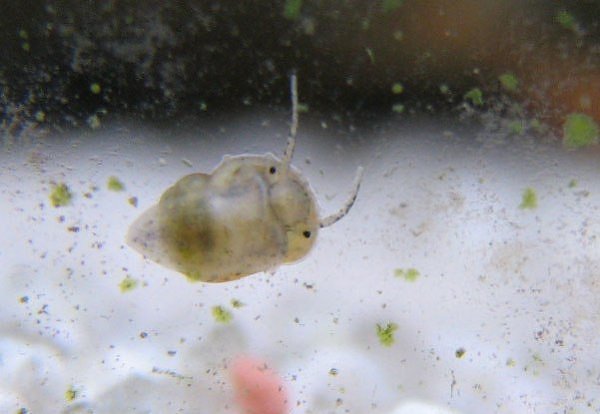 147380,xcitefun-funxone-the-tiniest-snails-7.jpg