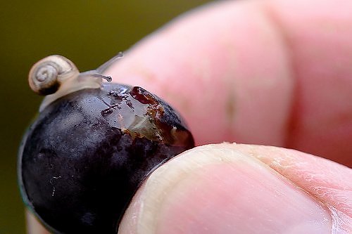 147384,xcitefun-funxone-the-tiniest-snails-3.jpg