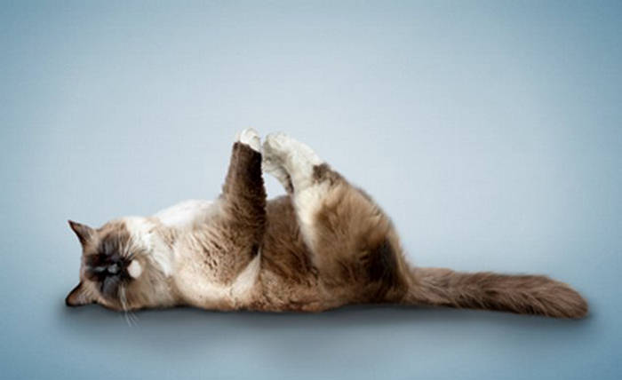 Very Cute Cats- In Yoga Positions - XciteFun.net