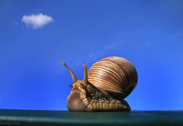 149301,xcitefun-attractive-wildlife-photography-5-.jpg