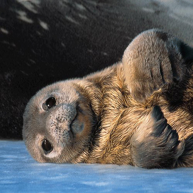 149304,xcitefun-attractive-wildlife-photography-2-.jpg