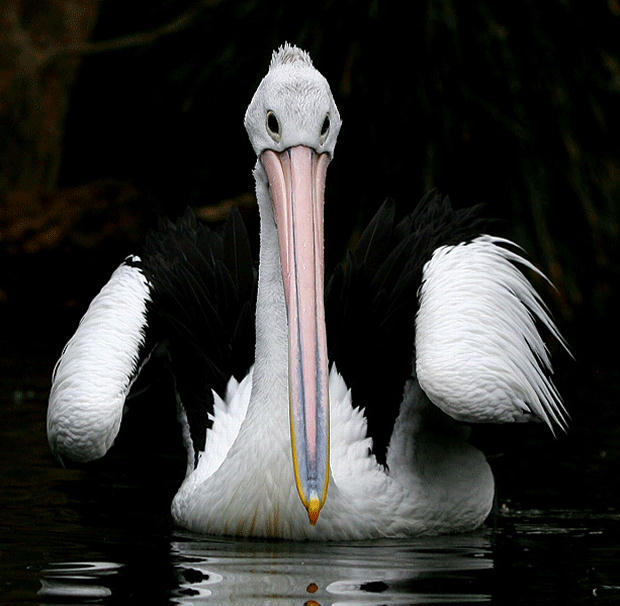 149305,xcitefun-attractive-wildlife-photography-1-.jpg