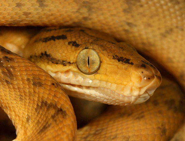 149307,xcitefun-attractive-wildlife-photography-12-.jpg