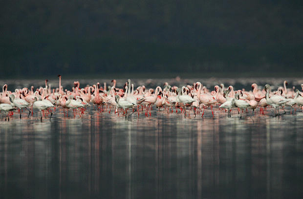 149309,xcitefun-attractive-wildlife-photography-13-.jpg