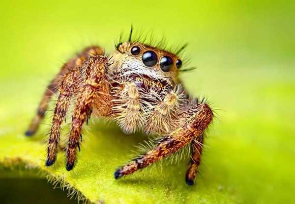 Salticidae - The Jumping Spiders - XciteFun.net