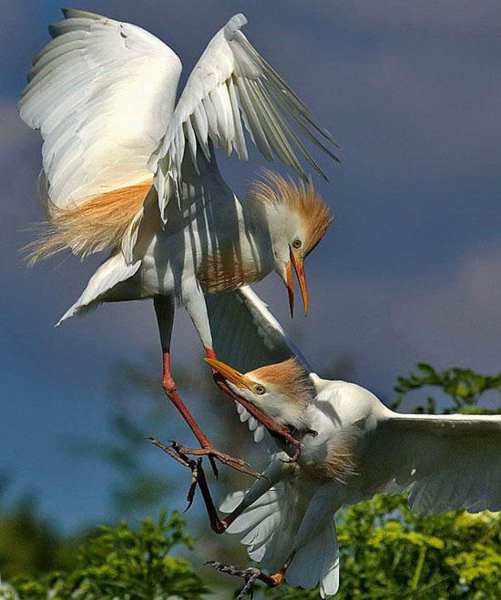 151313,xcitefun-when-they-got-aggressive-9.jpg