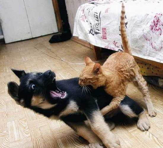 151314,xcitefun-when-they-got-aggressive-8.jpg