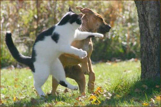 151317,xcitefun-when-they-got-aggressive-5.jpg