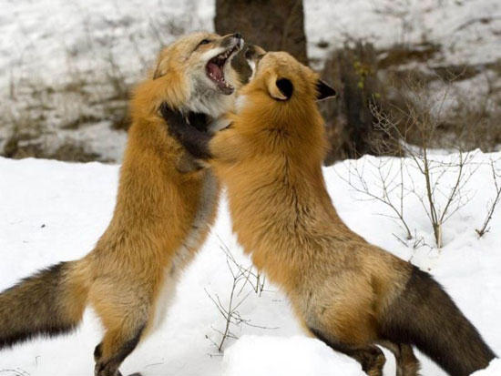 151322,xcitefun-when-they-got-aggressive-10.jpg