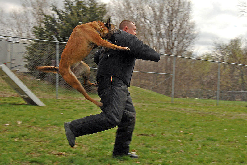 151324,xcitefun-when-they-got-aggressive-12.jpg