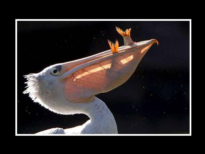 152557,xcitefun-awesome-bird-photos-3.jpg