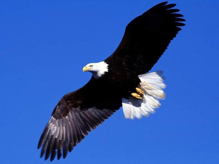 152558,xcitefun-awesome-bird-photos-2.jpg