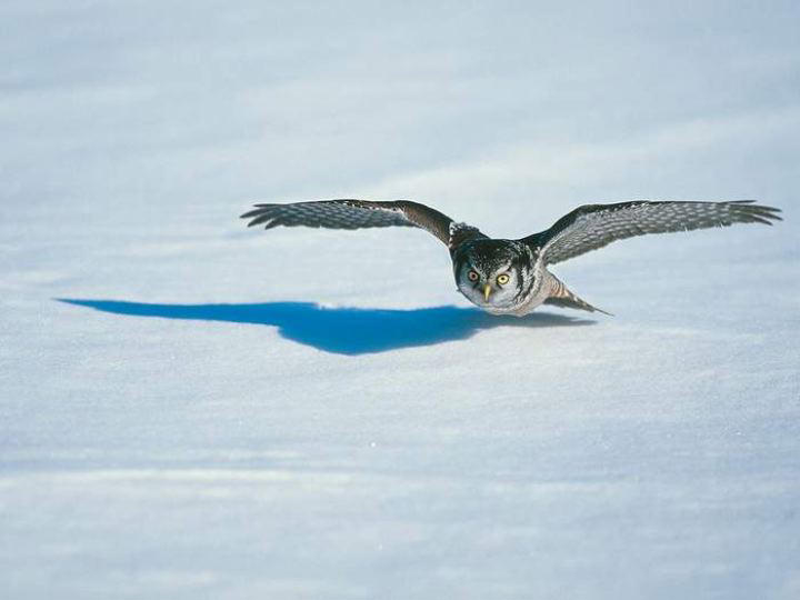 152559,xcitefun-awesome-bird-photos-1.jpg