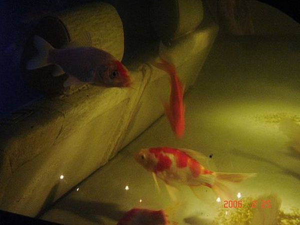 152770,xcitefun-aquarium6.jpg