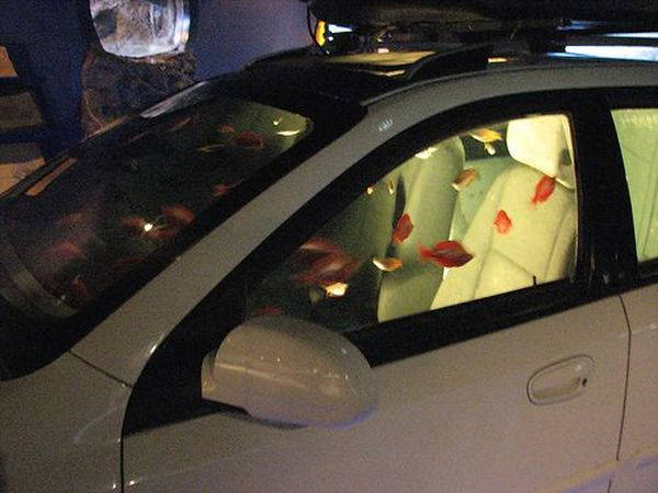 152771,xcitefun-aquarium5.jpg