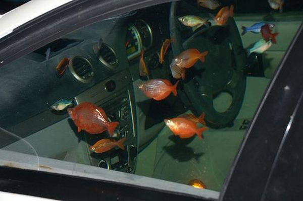 152773,xcitefun-aquarium3.jpg