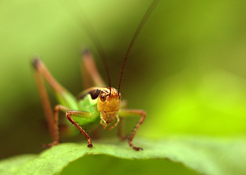 Beautiful Grasshopper Photos - XciteFun.net