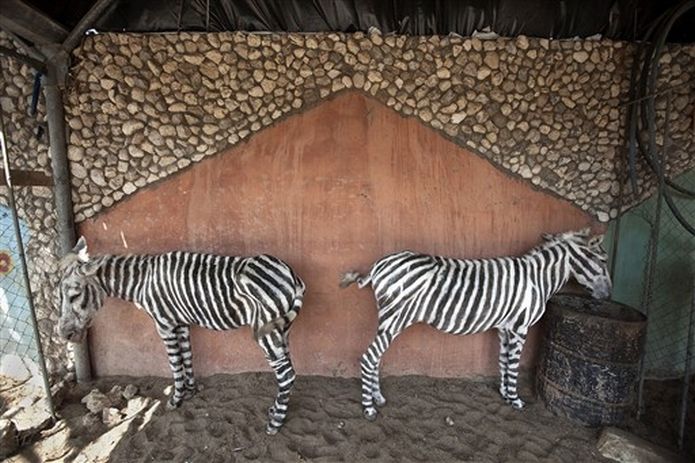 Two Donkeys Or Zebras - XciteFun.net