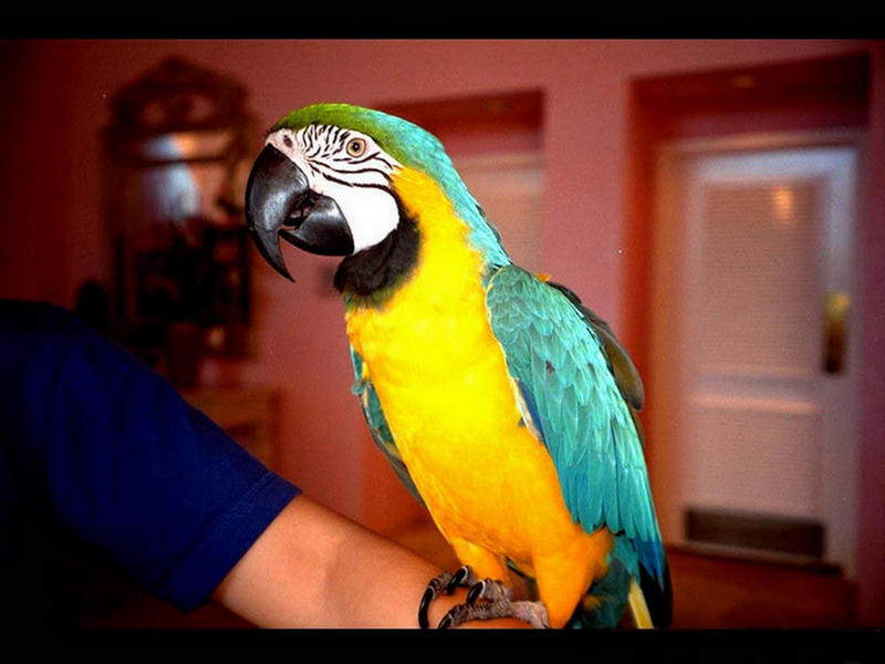 154359,xcitefun-parrot-9.jpg