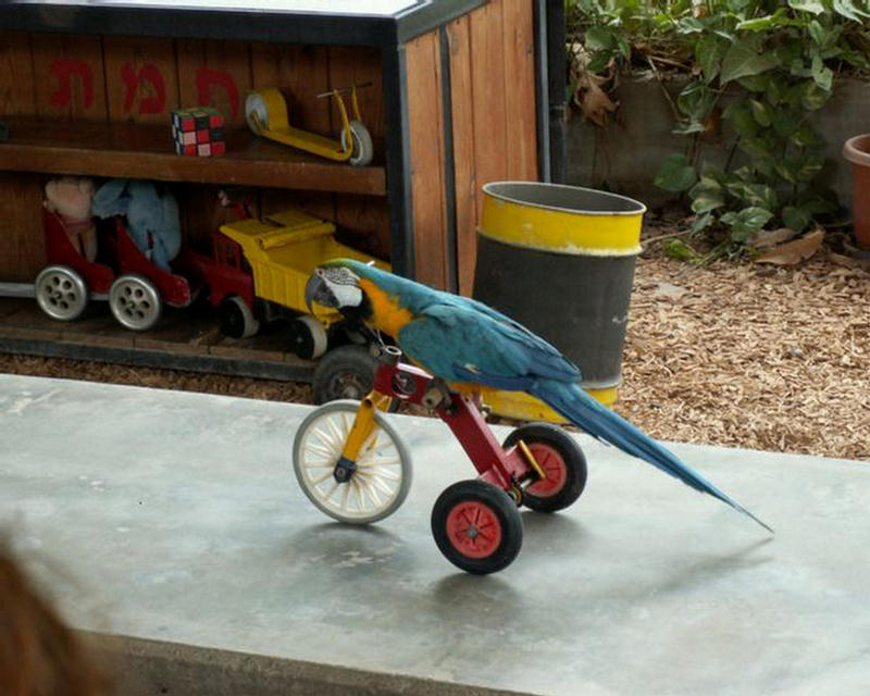 154360,xcitefun-parrot-8.jpg