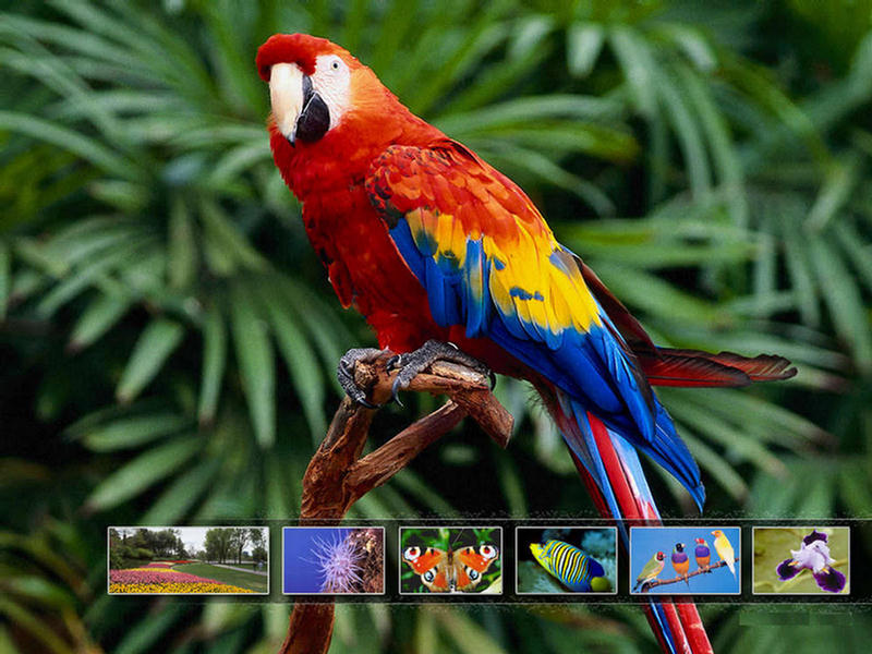 Parrot:The Beautiful Bird - XciteFun.net