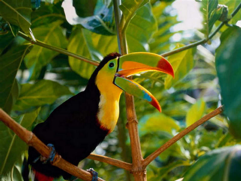 154362,xcitefun-parrot-6.jpg