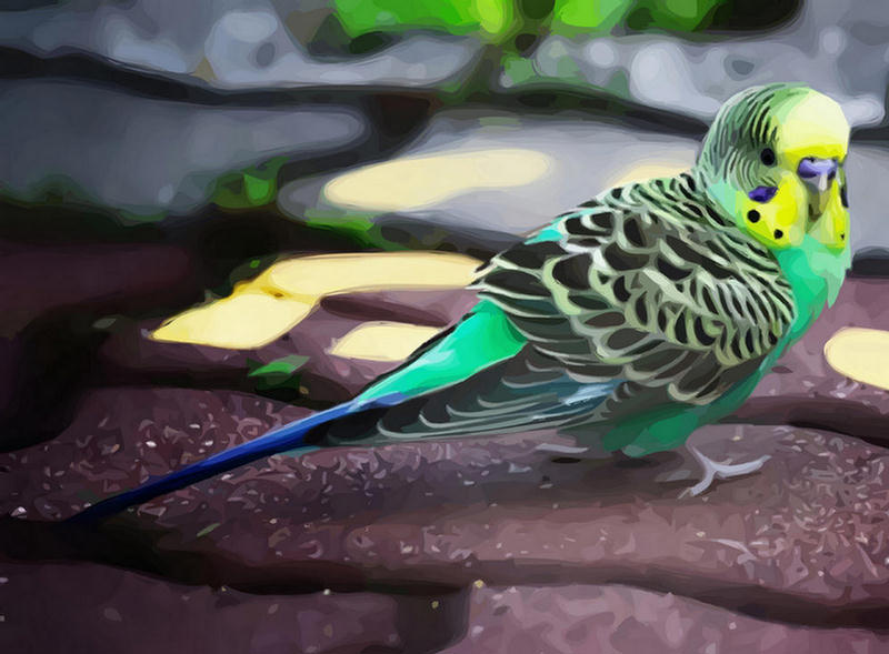 154363,xcitefun-parrot-5.jpg