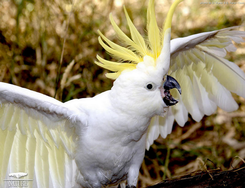 154364,xcitefun-parrot-4.jpg