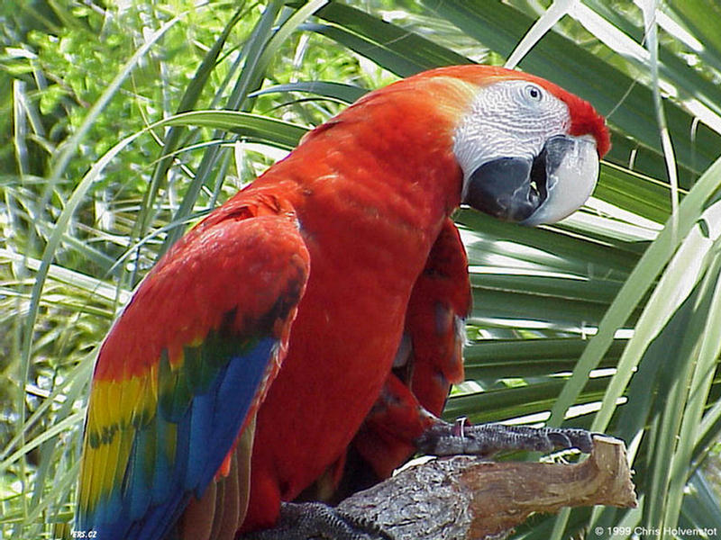 154365,xcitefun-parrot-3.jpg
