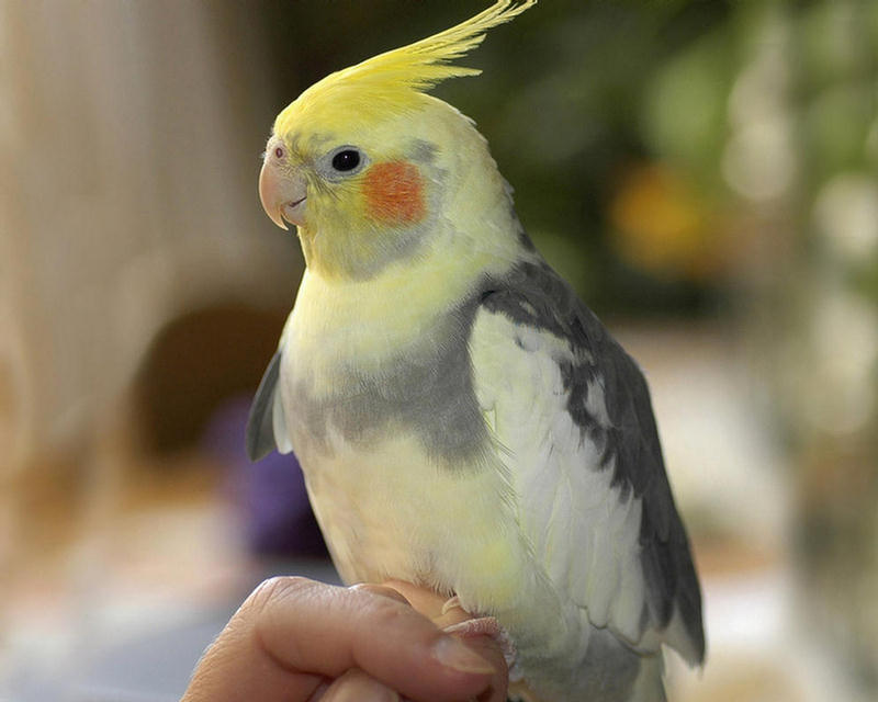 154366,xcitefun-parrot-2.jpg