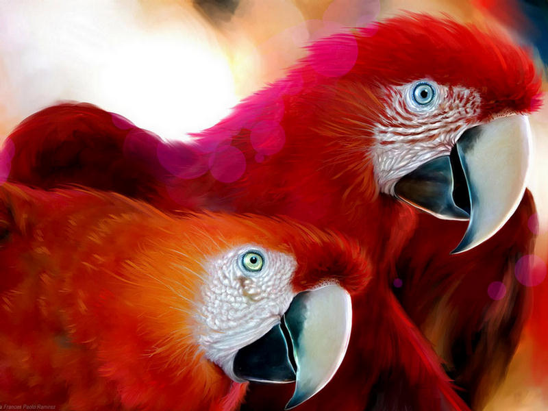 154367,xcitefun-parrot-1.jpg