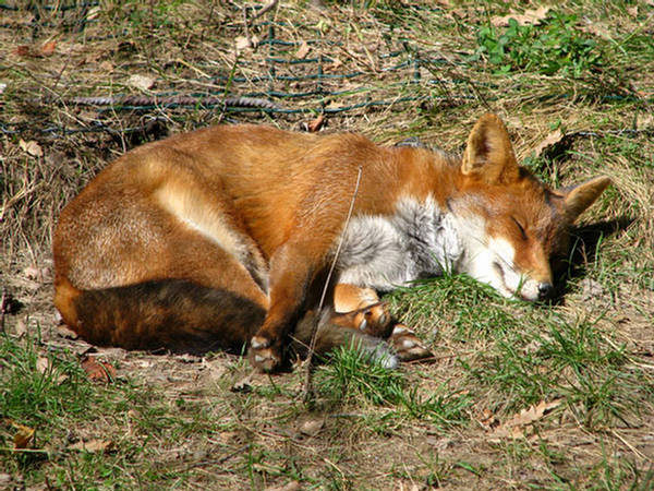 Cute Animals - Sleeping Styles - XciteFun.net