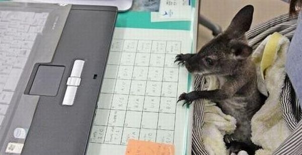 Animals Are More Intelligent Then Us- Let,s See - XciteFun.net