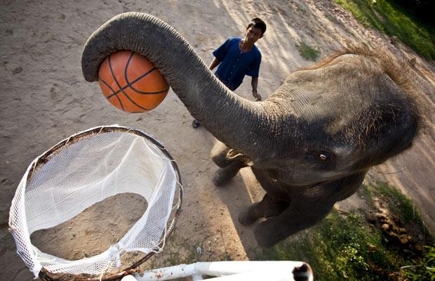 Elephants are Playing Basketball - XciteFun.net