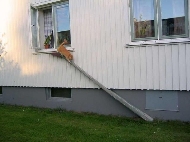175330,xcitefun-helping-your-cats-move-around-8.jpg