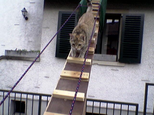 175338,xcitefun-helping-your-cats-move-around-1.jpg