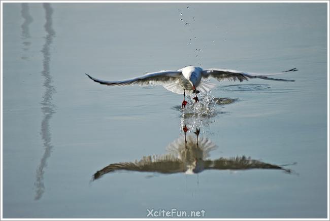 Captivating Reflection Photographs - XciteFun.net