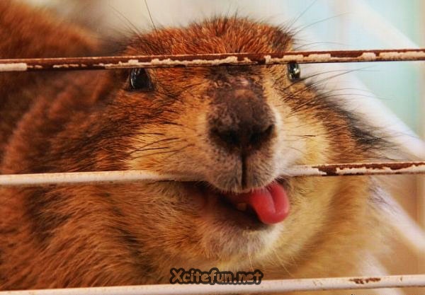 Funniest Animals Photos - XciteFun.net