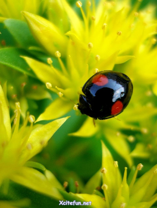 Ladybug Beautiful World - XciteFun.net