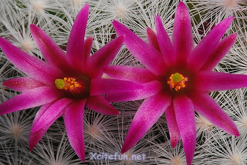 Awesome Flowers - Colorful Beauty - XciteFun.net