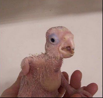 Parrot Growth from Birth to getting young - XciteFun.net